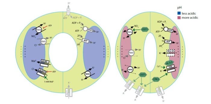 Update Ion Transport At The Vacuole During Stomatal Movement Plantae