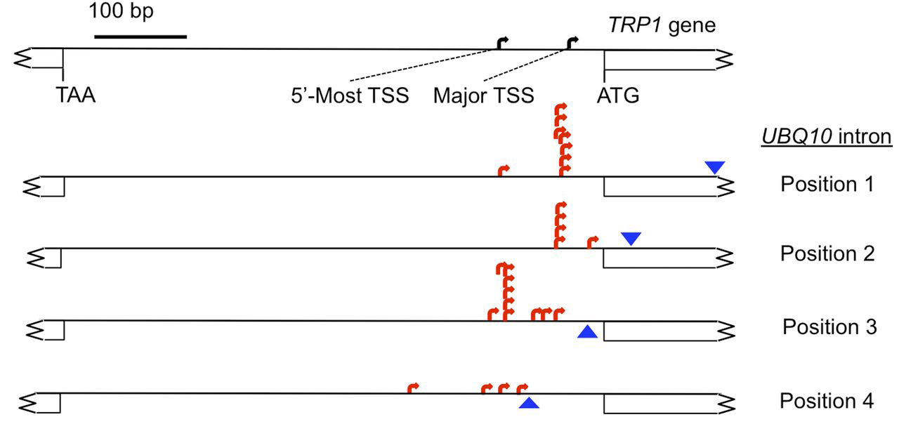 A Surprising Function For Gene Introns Plantae