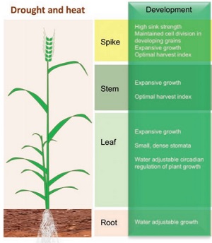 Review Heat And Drought Tolerance In Wheat Now And For The Future J