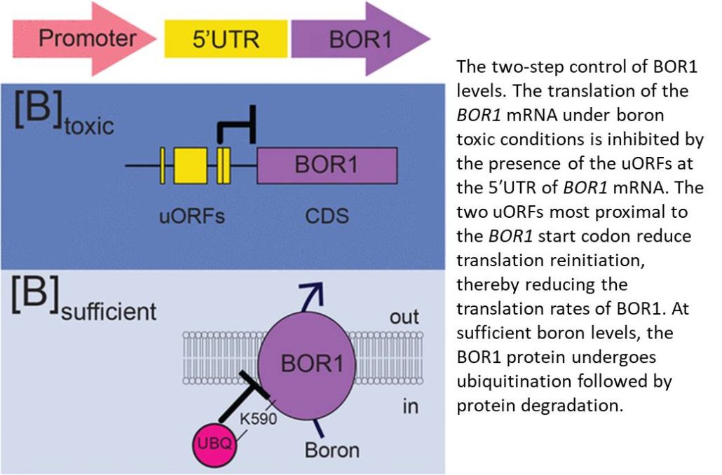 Adjusting Boron Transport By Two Step Tuning Of Levels Of The Efflux