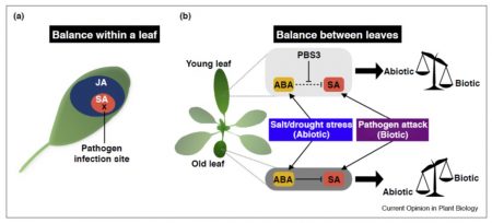 Plant Science Research Weekly April 19th Plantae