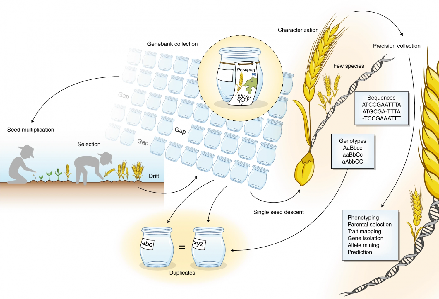 Review Genebank Genomics Bridges The Gap Between The Conservation Of