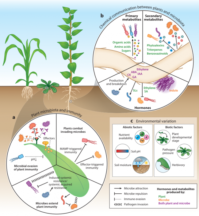 Review The Plant Microbiome From Ecology To Reductionism And Beyond