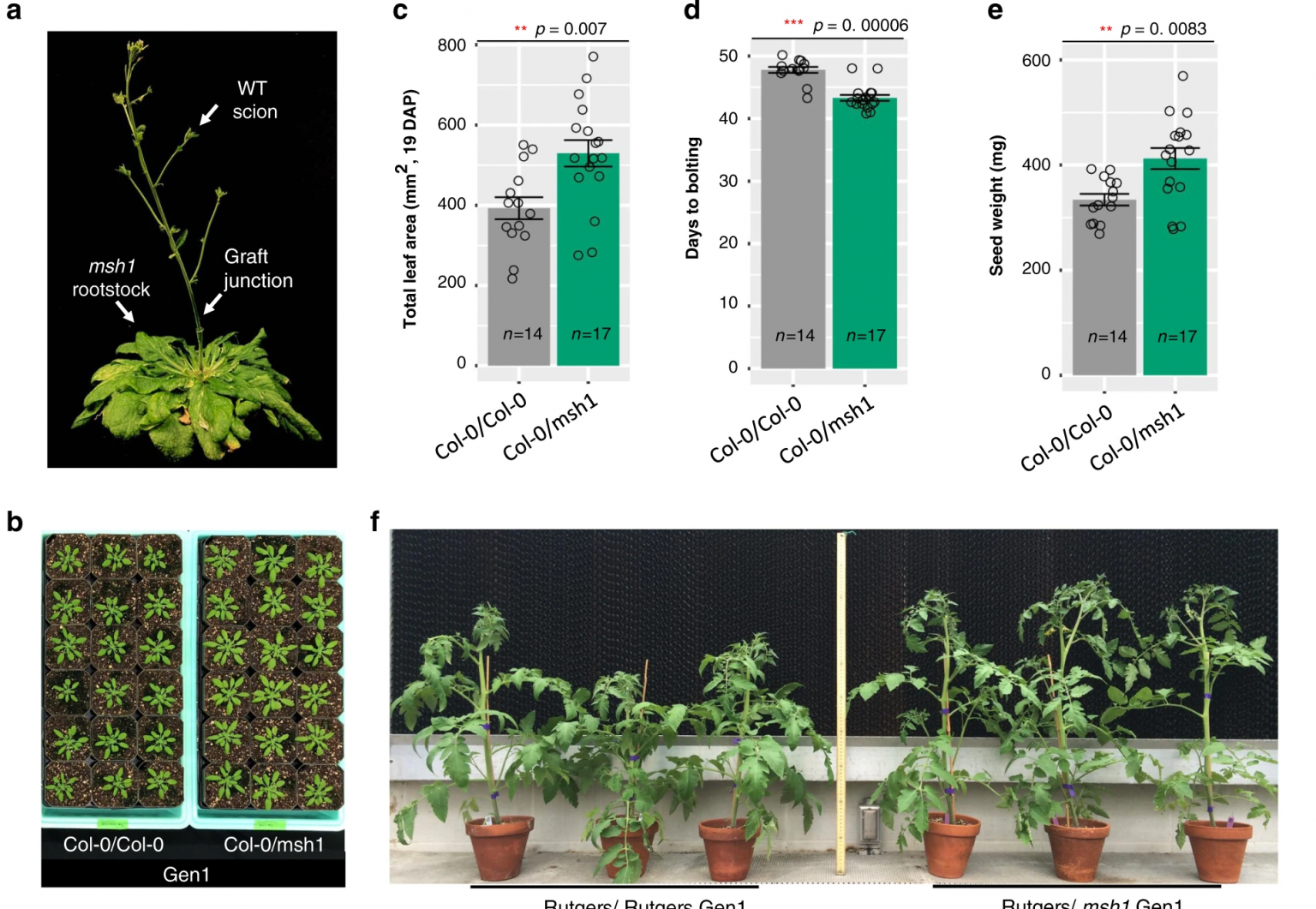 MSH1 Induced Heritable Enhanced Growth Vigor Through Grafting Is