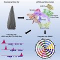 Single Cell RNA Sequencing Of Developing Maize Ears Facilitates