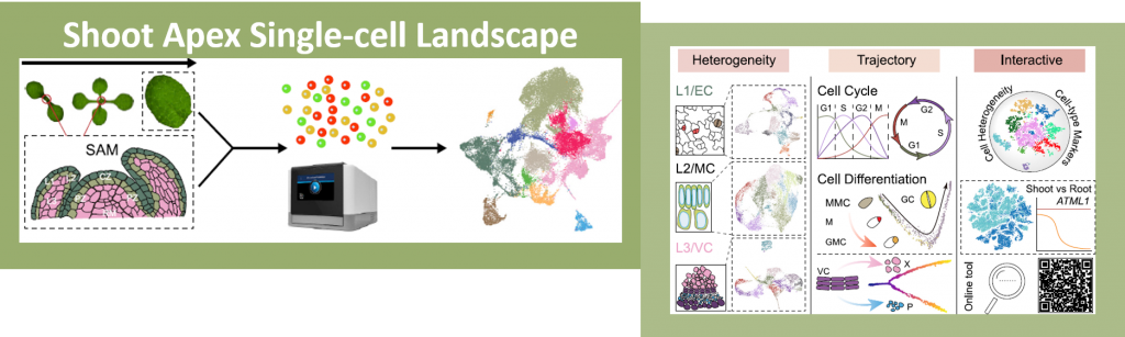 A Single Cell Analysis Of The Arabidopsis Vegetative Shoot Apex Devel