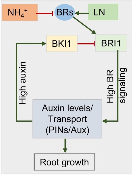 Nitrogen Form Dependent Root Foraging Is Regulated By Auxin And