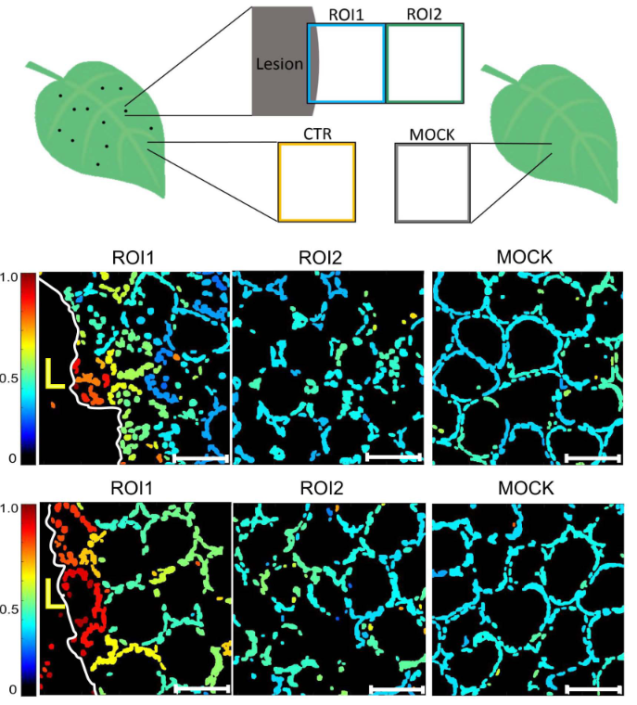 Chloroplast Redox State Changes Mark Cell To Cell Signalling In The