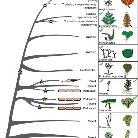 Plantae Plant Science Research Weekly Plantae