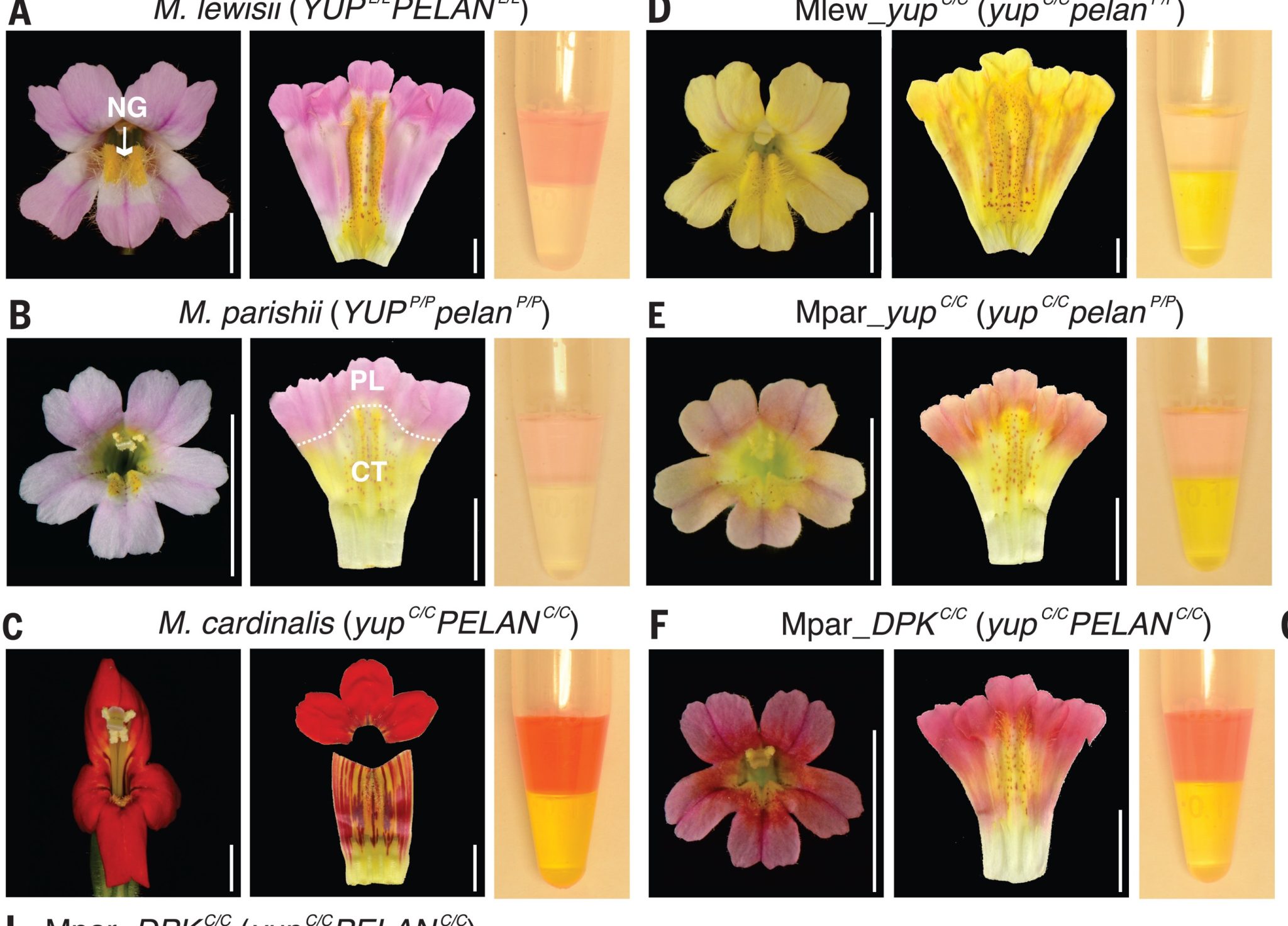 Pigment Regulating Small SiRNAs From YUP Locus Are Responsible For