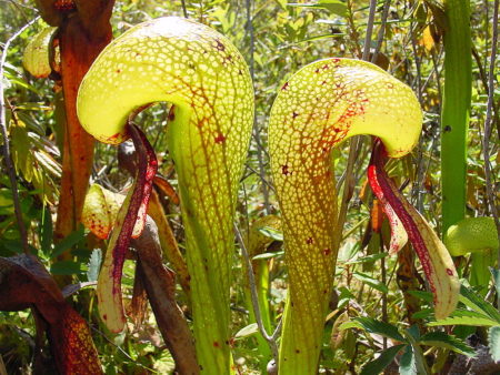 Bacteria lower surface tension in pitcher plant traps, trapping prey ...