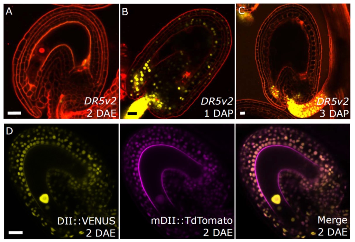Auxin production in the endosperm drives seed coat development in ...