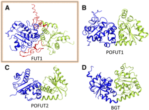 fucosyltransferase