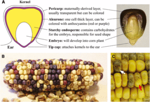 Plantae | Genetic and Genomic Toolbox of Zea mays | Plantae