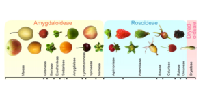 Plantae | Evolution of fruit types in the Rosaceae family | Plantae