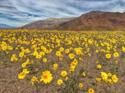 Plantae | The hottest place on Earth is covered in wildflowers after ...