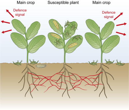 Review: Applications Of Plant Volatile-mediated Signaling | Plantae