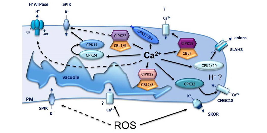 Previewing Pollen Biology special issue of Plant Physiology Plantae