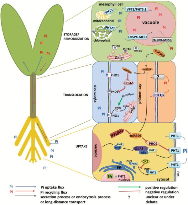 Review: Transport and homeostasis of K & P ($) | Plantae