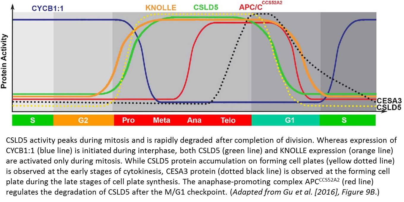 Plantae Divide and Conquer Introducing a Novel Player in Cell Plate