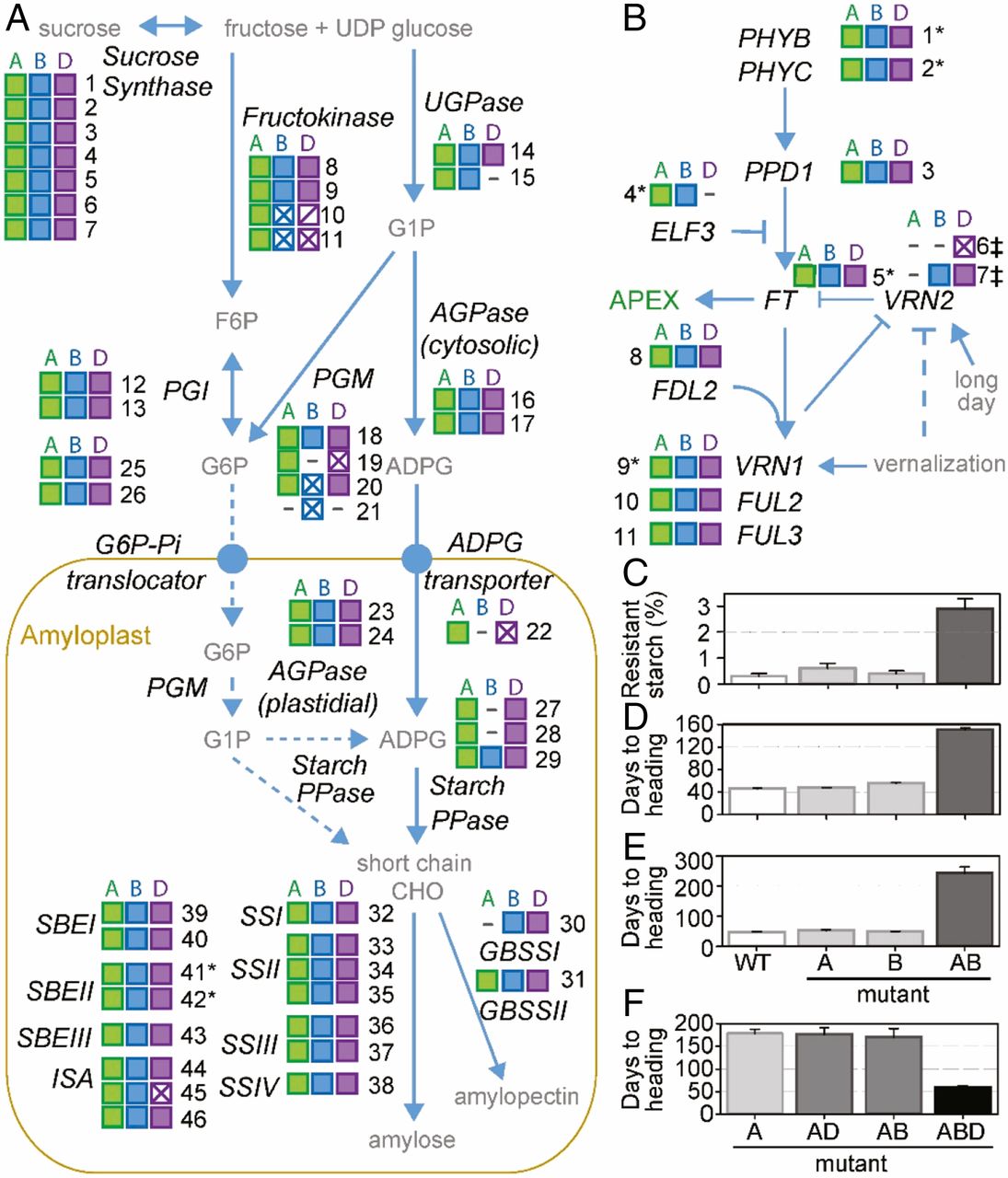 Plantae  Uncovering hidden variation in polyploid wheat  Plantae