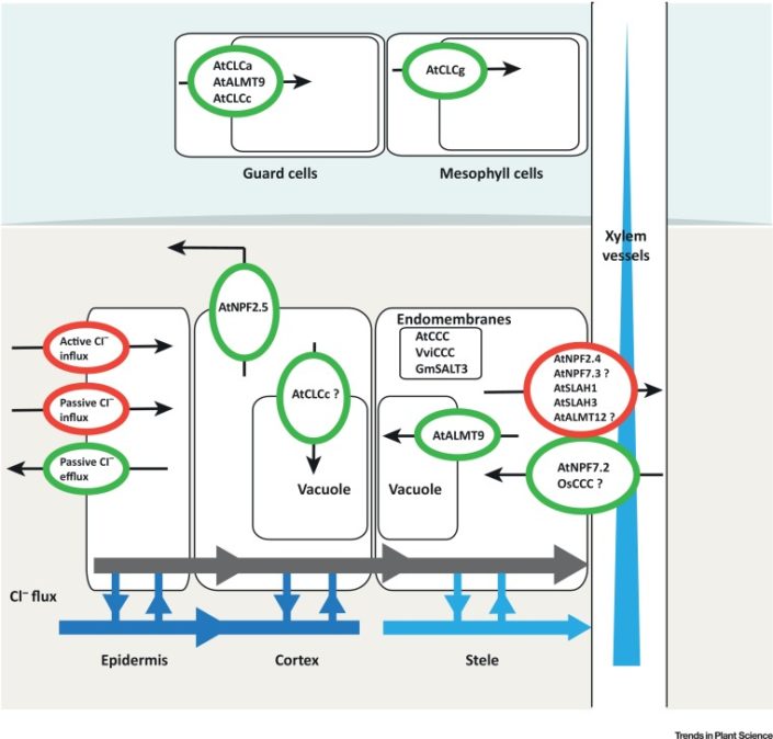 Review: Chloride On The Move ($) | Plantae