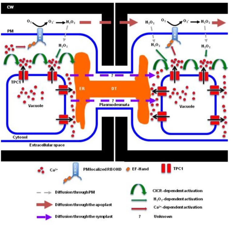 plantae-review-rapid-long-distance-signaling-with-ca2-ros-and