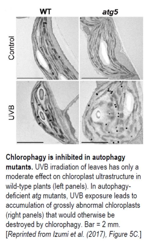 autophagy