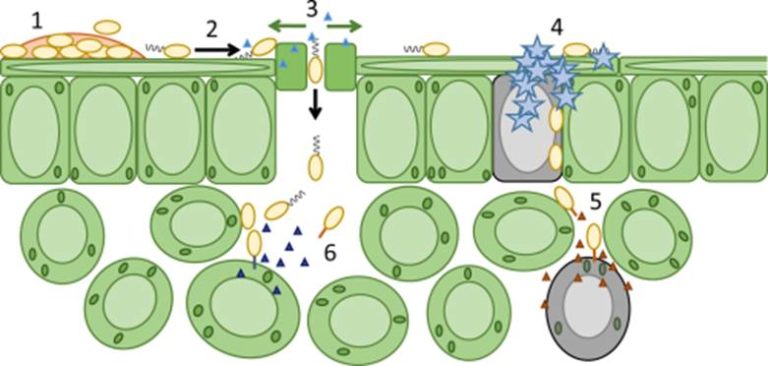 Plantae | Reviews: Challenges in bacterial molecular plant pathology ...