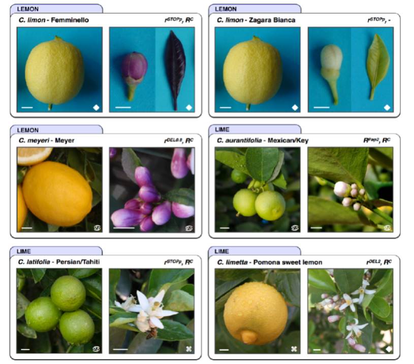 Changes in anthocyanin production during domestication of Citrus Plantae