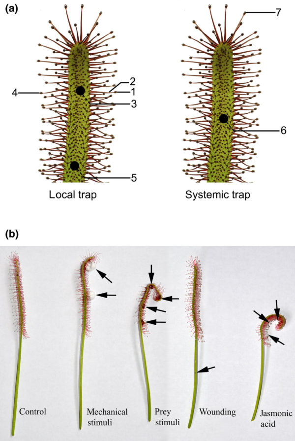 Electrical and hormonal signals of prey capture in sundew () Plantae