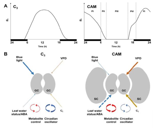 Update Stomatal biology of CAM plants Plantae