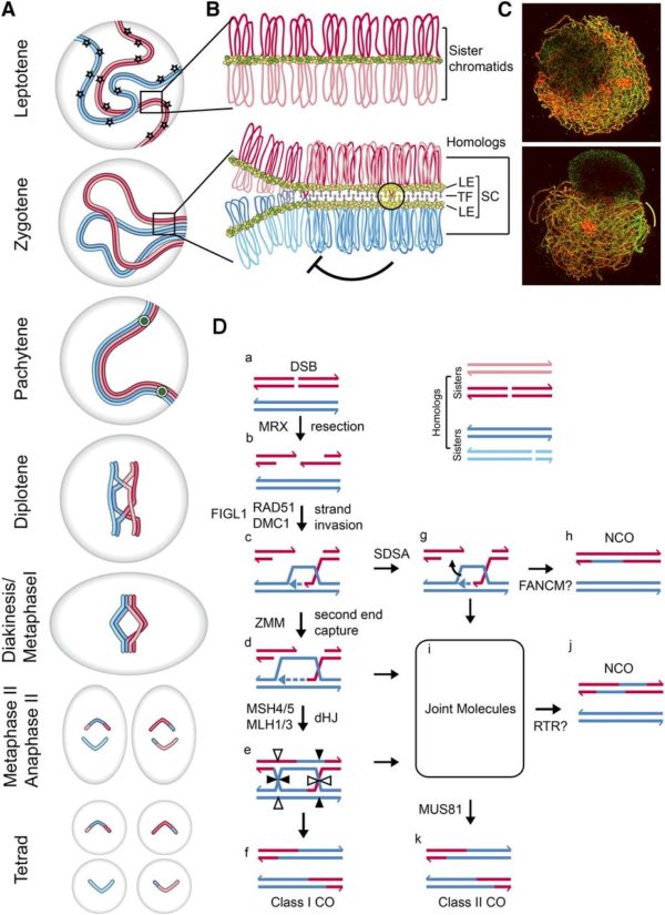 Update: Understanding And Manipulating Meiotic Recombination In Plants ...