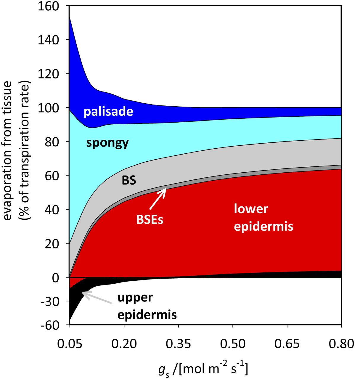 Sites of Water Evaporation from within Leaves Plantae