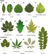 Plantae | A common developmental program can produce diverse leaf ...