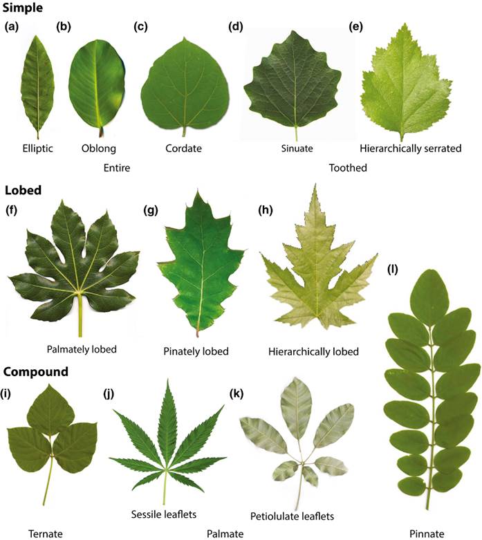 leaf shape names