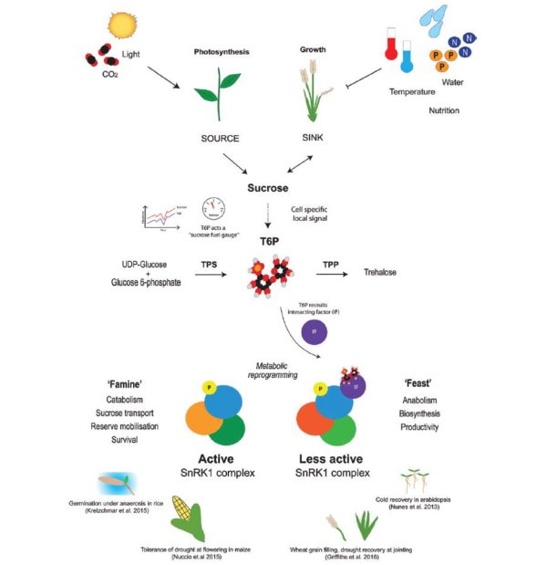 Opinion: Increasing crop yield and resilience with trehalose 6 ...