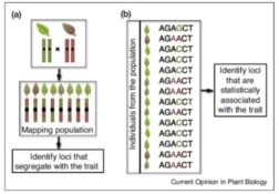 Review: The Genomic Basis Of Adaptation In Plants ($) | Plantae