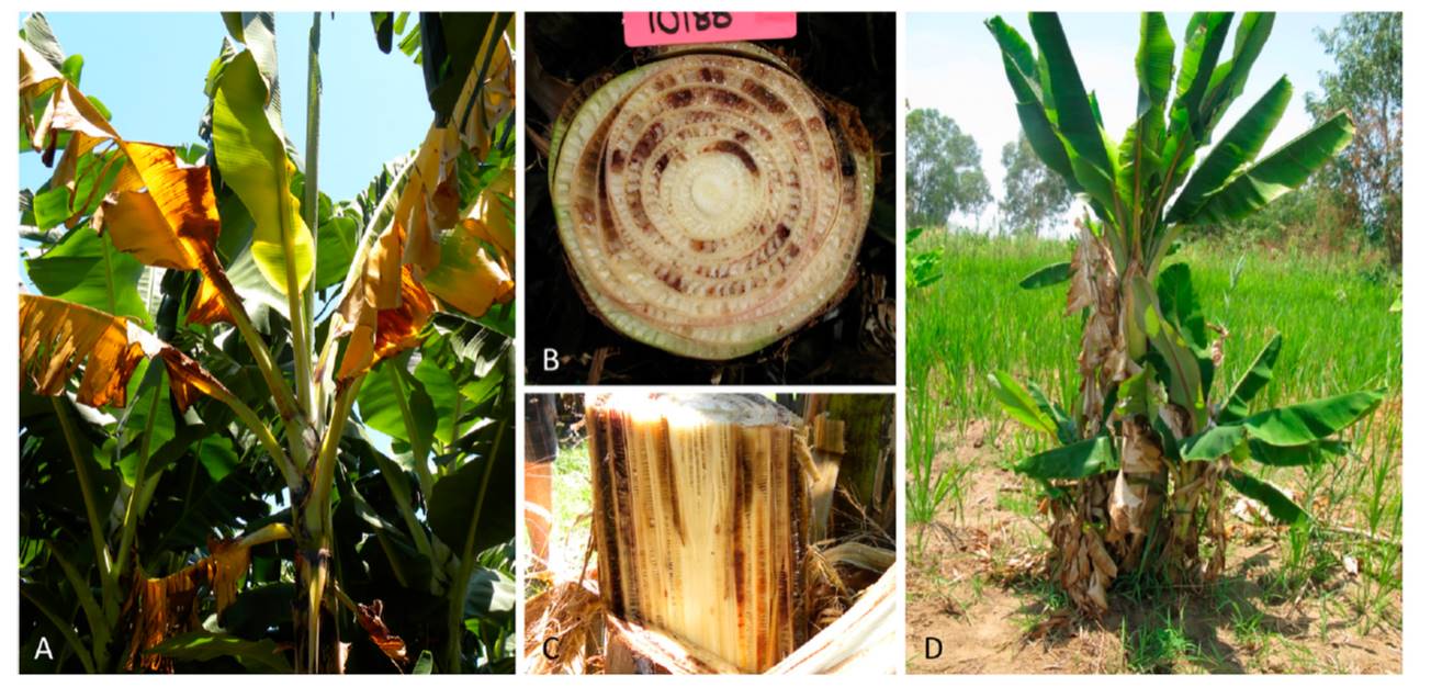Review Modifying bananas From transgenics to organics? Plantae