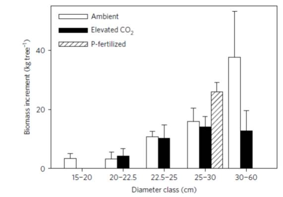 Elevated CO2 does not increase eucalypt forest productivity on low ...