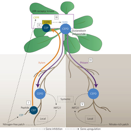 Shoot-to-root mobile polypeptides involved in systemic regulation of ...
