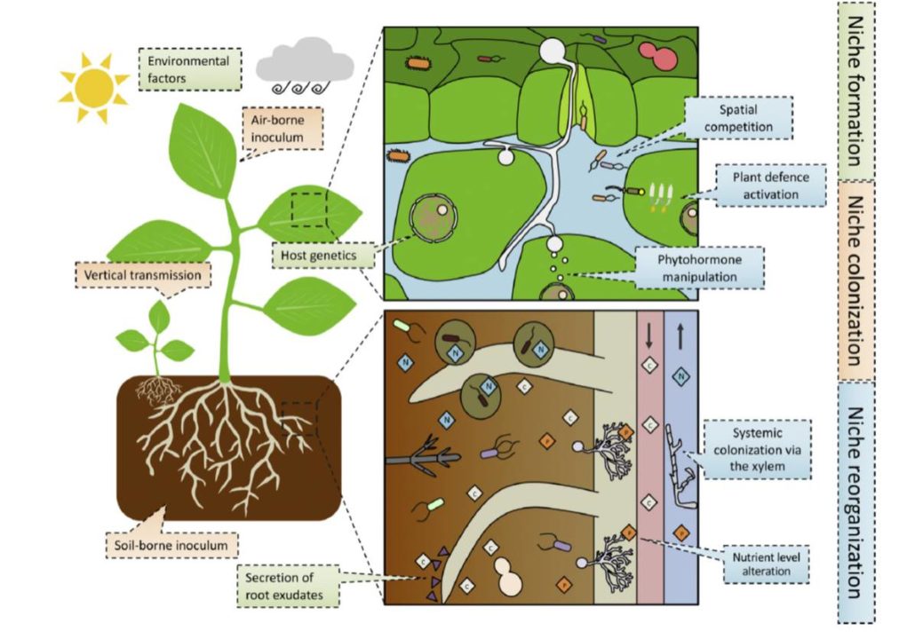 Review Hostmicrobe and microbemicrobe interactions for plant