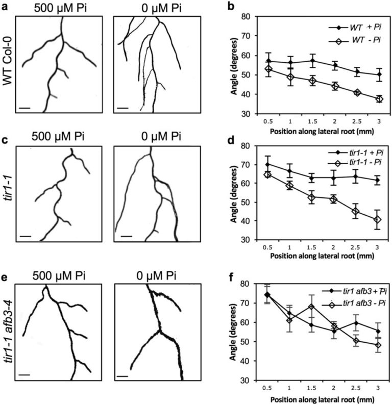 Regulation of gravitropic set point angle Plantae