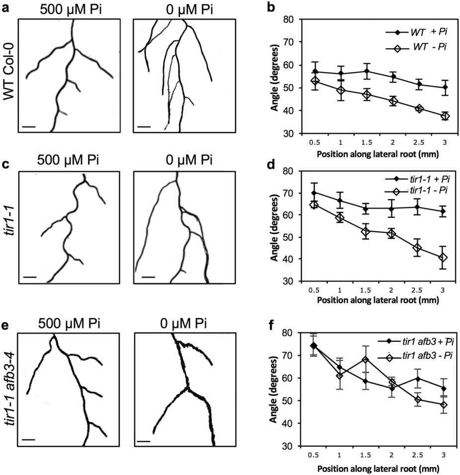 Regulation of gravitropic set point angle Plantae