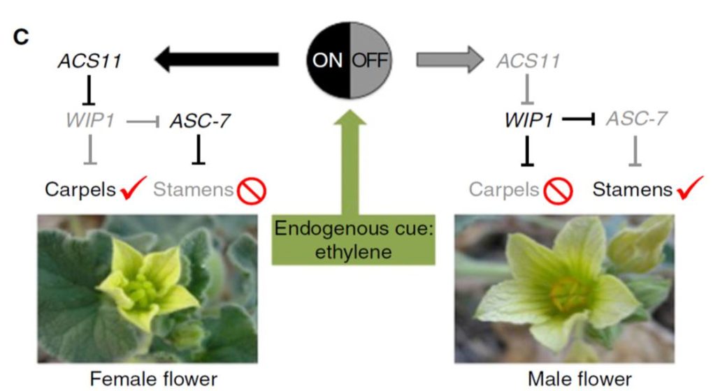 Plantae Review Plant Sex Determination Plantae