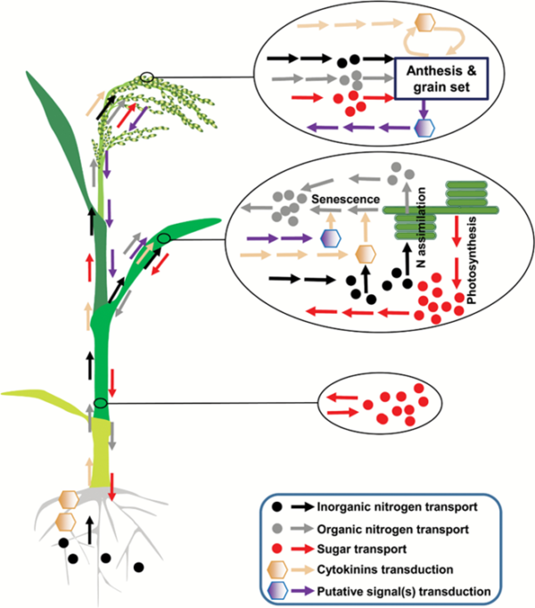 transport-of-materials-from-sources-to-sinks-at-different-seasons