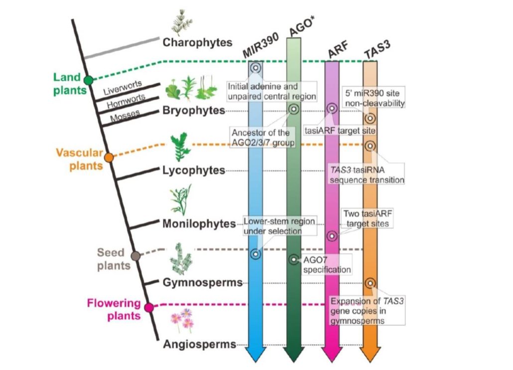The emergence, evolution, and diversification of the miR390-TAS3-ARF ...