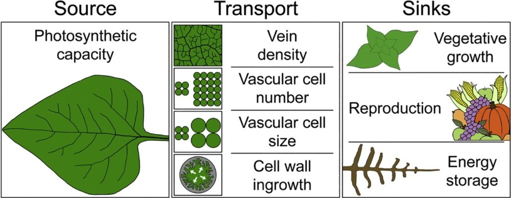 plantae-review-environmental-regulation-of-intrinsic-photosynthetic