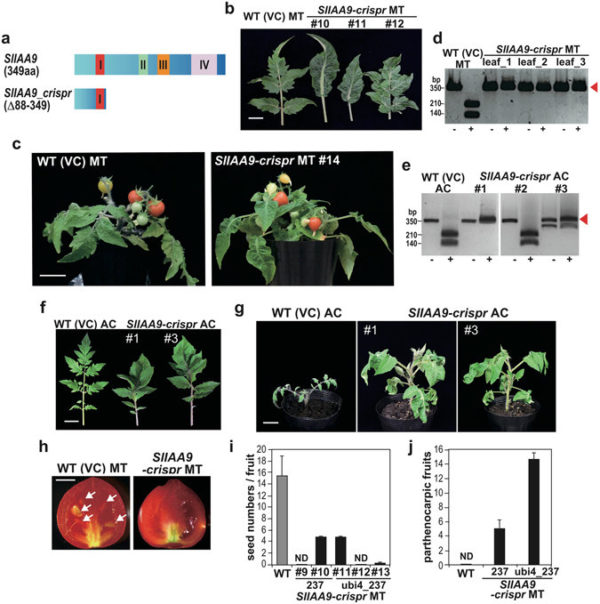 Rapid breeding of parthenocarpic tomato plants using CRISPR/Cas9 | Plantae