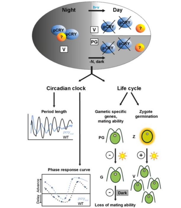 Blue Light Photoreception by Chlamydomonas Plantae